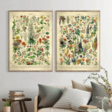 Vintage Botanical Wall Art