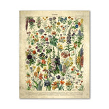 Vintage Botanical Wall Art